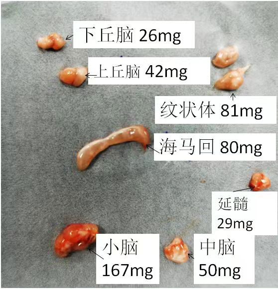 SD大鼠腦組織分區(qū)詳解